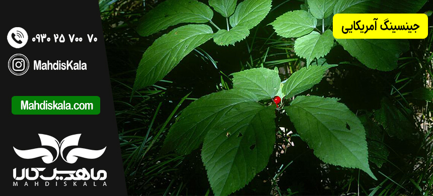 جینسینگ آمریکایی